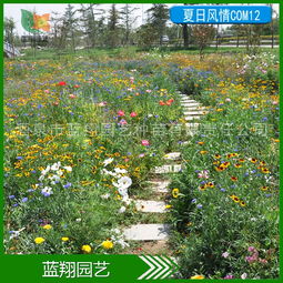 园林常用草花种子大盘点