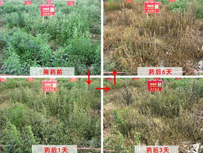 草铵膦接触皮肤后中毒了有哪些紧急处理措施可以采取？