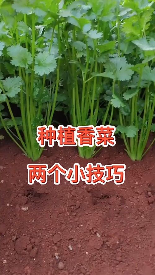 香菜种植需要哪些步骤和技巧？