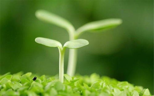 春季养护要点：如何让禺毛茛度过温暖的春天