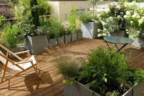 别墅小院的花卉品种：珍稀又高观赏