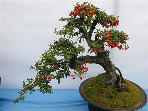 盆花落叶之谜，为何冬天特别明显
