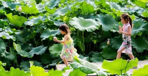 金山公园， 荷花的海洋