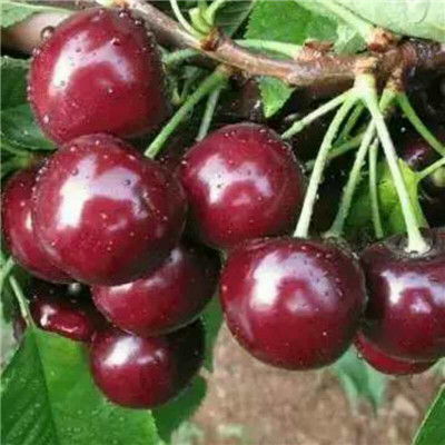 樱桃树种植：土壤准备与种植方法