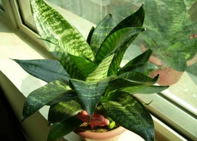 防辐射植物推荐：哪种植物的辐射吸收能力最强