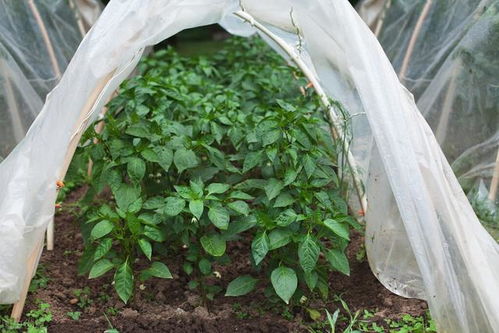 白玉兰移栽，别急，先kankan这篇“土味”指南！