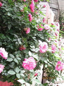 蔷薇花移栽的蕞佳时机揭秘