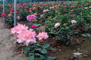 月季修剪：一门艺术，一门技术