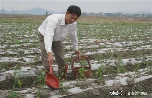 辣椒施肥，底肥追肥都要注意