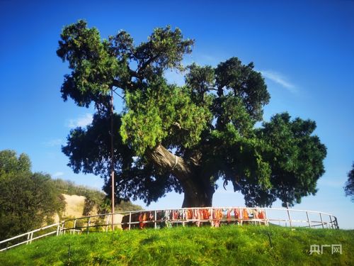 雪割草与樱花草：冬雪春融的美丽旋律