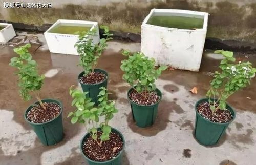 冬天室外如何浇花？植物会不会冻伤
