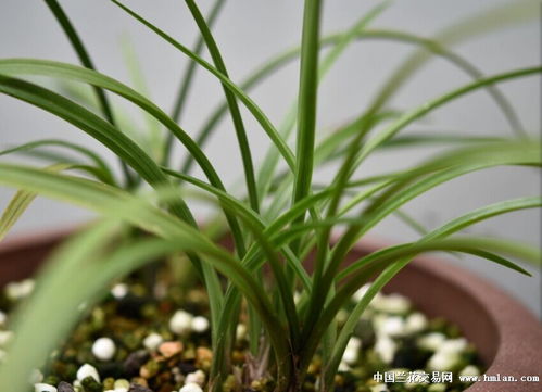 兰花芽的神秘诞生地