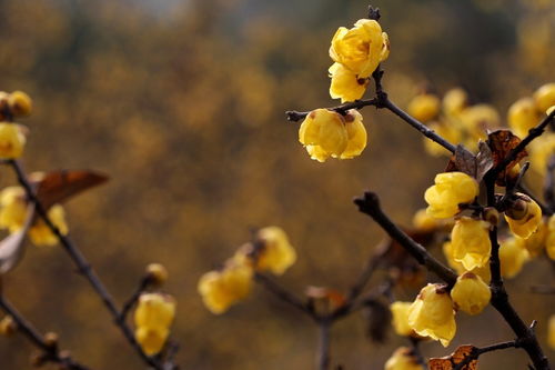 腊梅花朵的颜色和形状