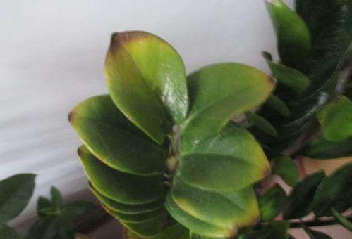 浇水的那些事儿