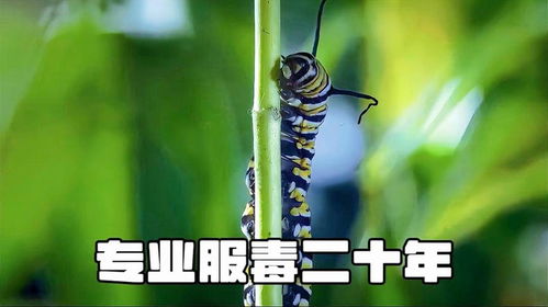 现在说说Zui要命的——抗药性问题