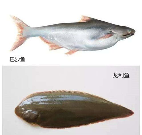 龙利鱼，又称龙利鱼片
