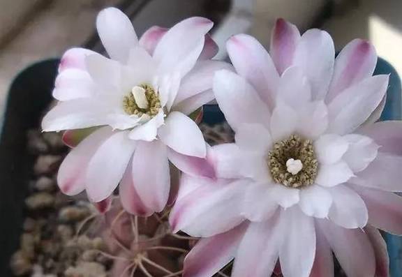 如何选择容易存活的种子