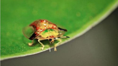 果园金龟子肆虐，果农怎么办？