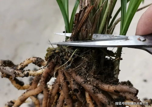 如何修剪和塑造兰花？