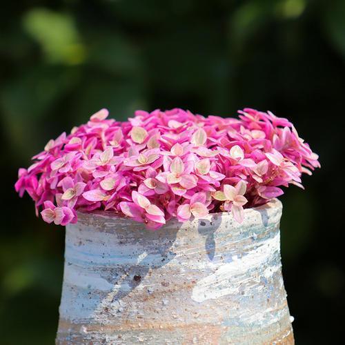 探寻森林秘境：那些让人挪不开眼的美丽花朵