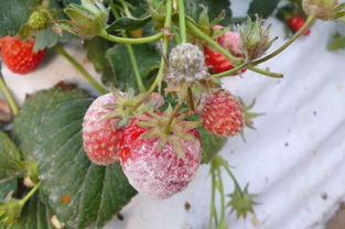 硫磺灯：传说中的杀菌神器