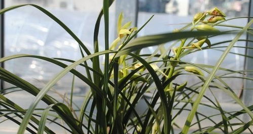 兰花施肥的种类