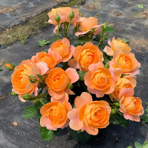 微月玛姬婶婶：浪漫法国的微月