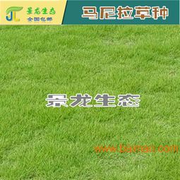 马尼拉草种植方法：如何建植草坪？