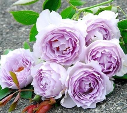 月季花的颜值盛宴：盘点8种高颜值好养品种