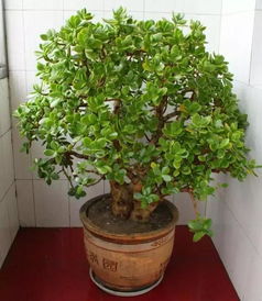 种花池选什么花草？这几款美艳品种