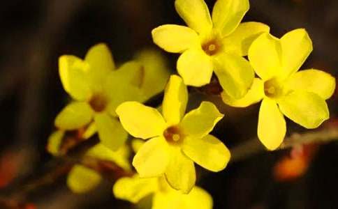迎春花小苗的购买时机