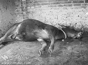 使用方法：严格遵照说明