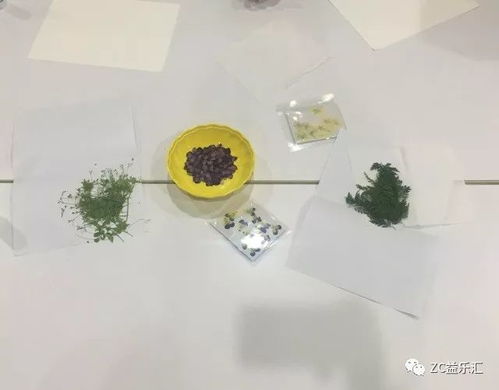 植物标本制作方法大全，小学生也能学会