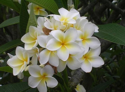 种植彩蛋，你发现了吗？