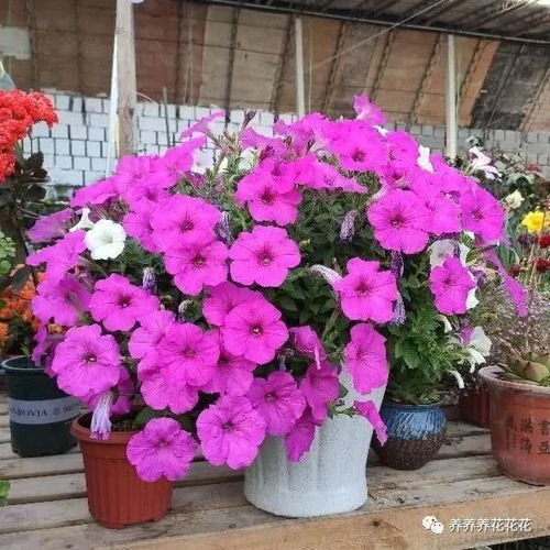 郁金香种植技巧，如何让花开爆盆