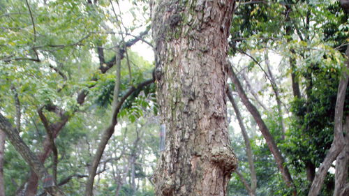 海南黄花梨松：现代园林的理想选择