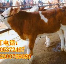 养牛一年饲料费用大，请问养一头牛一年需要多少钱的饲料？