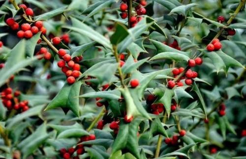 枸骨球日常养护怎么Zuo？