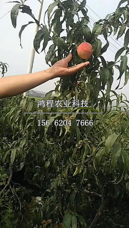 打造爆款花卉：鲜桃汁的高效加工秘诀！