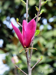 紫玉兰的多样品种