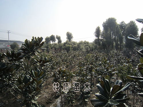 绿化苗木公司简介：探秘那些绿意盎然的背后