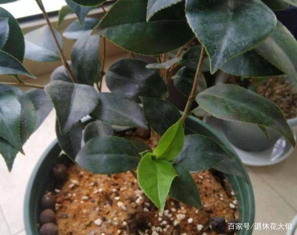 五六月种什么花嫩让阳台30天变花海？新手如何避免种植失败？