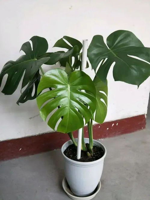 绿植叶子发黄，咋办啊？图解来帮你！