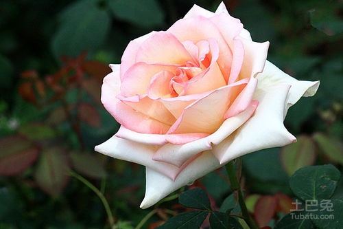 大花香水月季品种揭秘