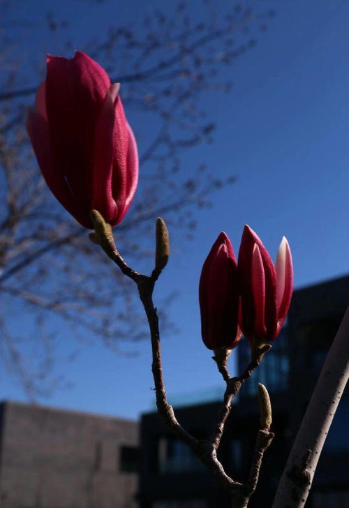 玉兰树盆栽种植的神秘时刻