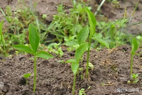 半夏块茎种植攻略，品种多样养眼选！