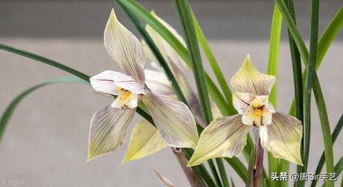 揭秘兰花养护技巧：如何促进花箭满缀花苞？