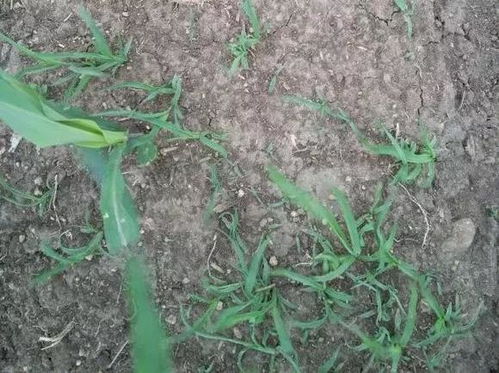 实际效果如何？