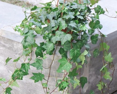 高温下的养护技巧