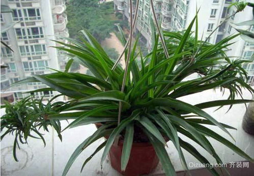 吊兰移植后如何浇水？多久浇一次水合适